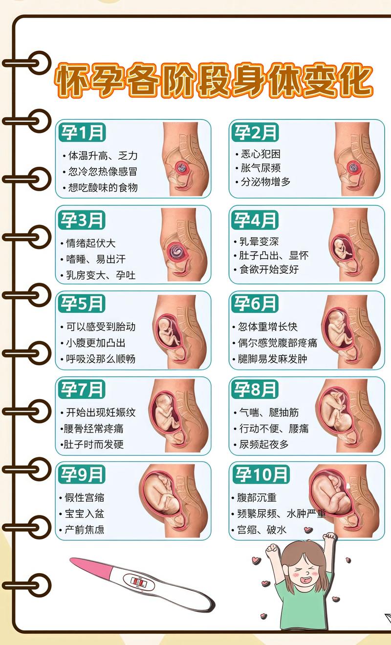揭秘供卵代孕妈妈怀孕小腹分两节，孕期变化的奥秘哈尔滨代生机构: